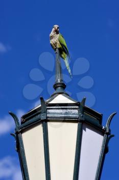 old green street lamp parrot and clouds in  buenos aires argentina