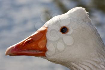 a white  duck whit black eye in buenos aires argentina