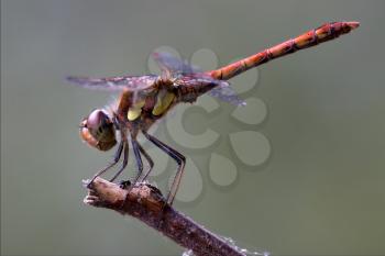 wild red yellow dragonfly on a wood branch  in the bush