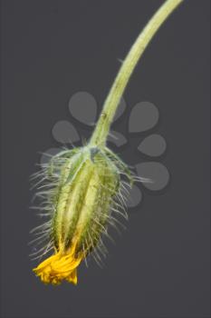 yellow flower  hypochoeris radicata hypochoeris glabra hypochoeris achyrophorus  reicgardia picroides picridium vulgare 
picridium tingitana crepis sancta crepis bursiflora hieracium pilosella
 hierac