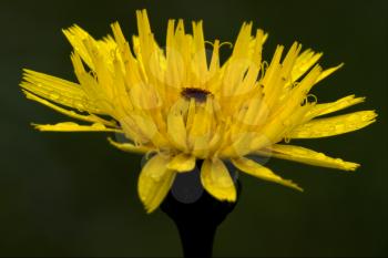 yellow flower  leontodon autumnalis composite leontodon hispidus hieracium sylvaticum 
