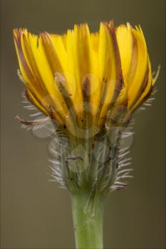 Crepis Sancta composite crepis bursifolia yellow flowering