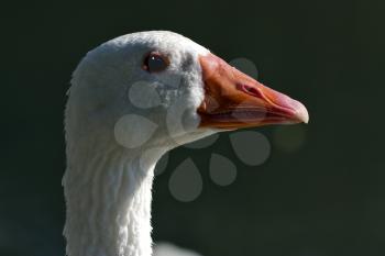 a white duck whit blue eye in buenos aires argentina
