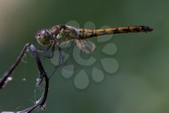 side of wild  yellow black dragonfly on a wood branch  in the bush