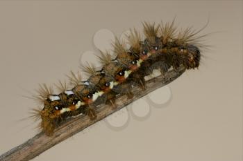 wild hairy caterpillar on a brown branch in the bush
