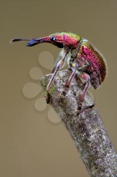 Attelabidae Rhynchites in the brawn colors
