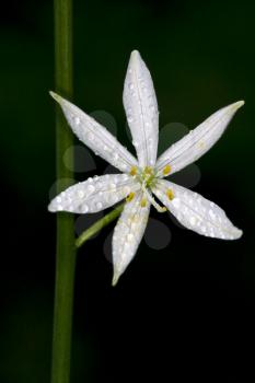 white flower allium ursinum wild garlic liliacee in black
