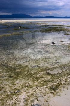  seaweed beach sky sand isle and rock in indian ocean madagascar
