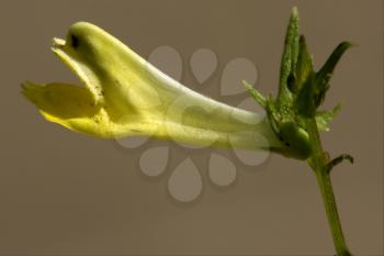  yellow flower medicago falcata leguminose