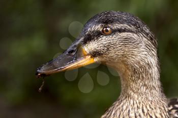 a close up of a female brown duck eating