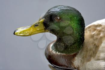 a duck whit a green head in the grey