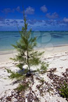 bush in mauritius beach , ile du cerfs