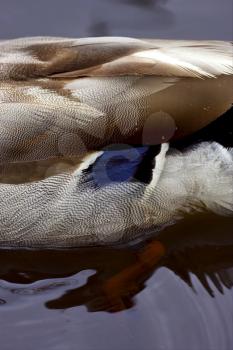 a close up of a body of a duck