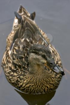 a brown duck in the grey lake