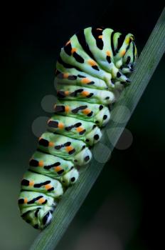 Papilio Macaone verde su un ramo