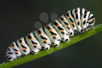 caterpillar of a Papilionidae, Papilio Macaone in a wild fennel tree