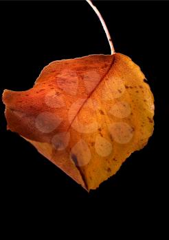a leaf in autumn and a white light