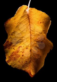 a leaf whit a light in autumn