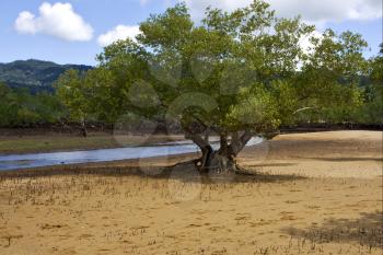 tree in the lokobe reserve in the coast of madagascar