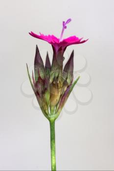 wild violet carnation  epilobium parviflorum hirstum sylvestris