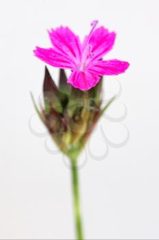 wild violet carnation  epilobium parviflorum hirstum sylvestris