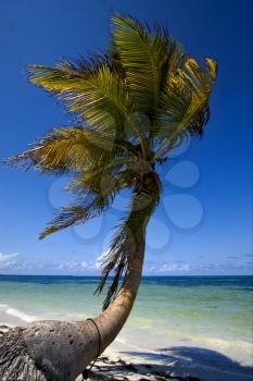  palm in the wind in the blue lagoon mexico sian kaan