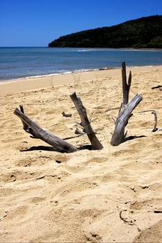 beach and sand  in nosy be  madagascar ,lowtide and tree 