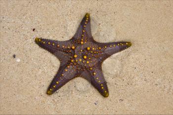 starfish coastline in the   lagoon   of zanzibar tanzania
