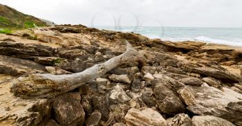 blur  in south africa    branch dead  tree coastline of st lucia and winter season