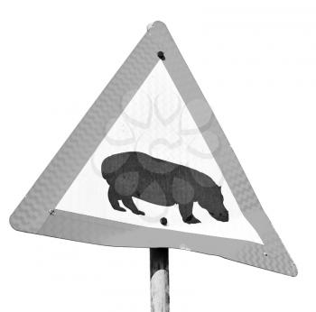 blur in south africa close up of the hippopotamus  sign like    texture background