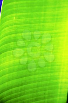 thailand in the light  abstract leaf and his veins background  of a  green  black   kho samui bay  
