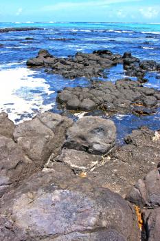 
the zanzibar beach  seaweed in indian ocean tanzania    sand isle   sky and rock