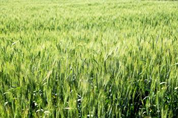 blur in iran cultivated farm grass and healty green  natural wheat 