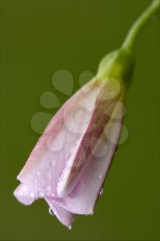 
macro close up of a green pink liliacee  background  leguminose