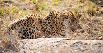 blur in south africa kruger natural park wild leopard resting after hounting