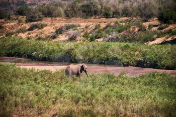 blur in south africa    kruger  wildlife  nature  reserve and  wild elephant