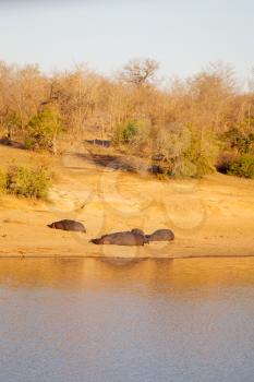 blur in south africa    kruger  wildlife  nature  reserve and  wild hippopotamus