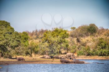 blur in south africa    kruger  wildlife  nature  reserve and  wild hippopotamus
