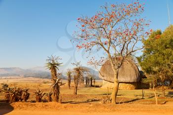 blur in swaziland   mlilwane wildlife   nature  reserve mountain and tree