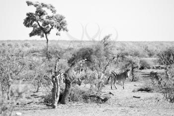 blur in south africa    kruger     wildlife  nature  reserve and  wild zebra