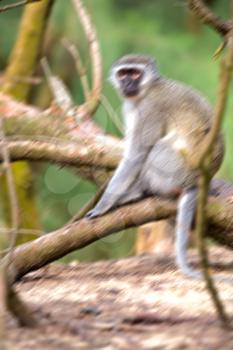 blur in south africa   kruger  wildlife  nature  reserve and  wild monkey
