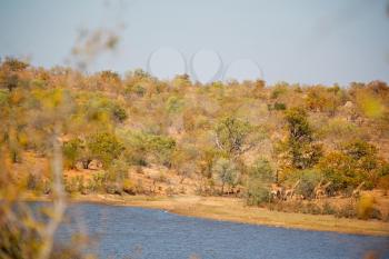 blur in south africa  wildlife  water   plant and tree in the national kruger park