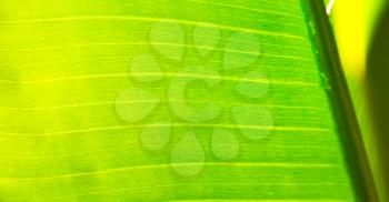 blur in south   africa  leaf close up  like abstract background