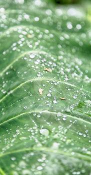 some drops in a leaf after the rain like background wallpaper