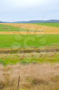 blur in south africa plant      land bush   and sheep  near the  hill