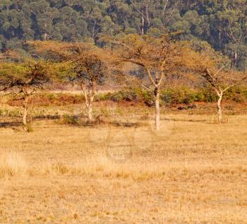 blur in swaziland   mlilwane wildlife  nature  reserve mountain and tree