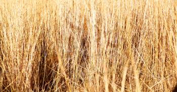 blur in  south africa  abstract grass like background texture
