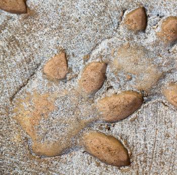 blur     in south africa  dirty footprint of wild animal marked the cement
