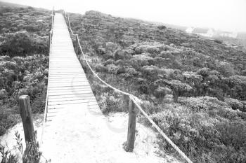 in south  africa beach walkway  near indian ocean flower  sky and rock