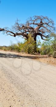 blur     in south africa rocky street and baobab near the bush and natural park